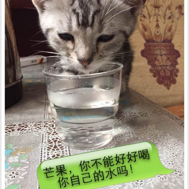买个假的南非护照
